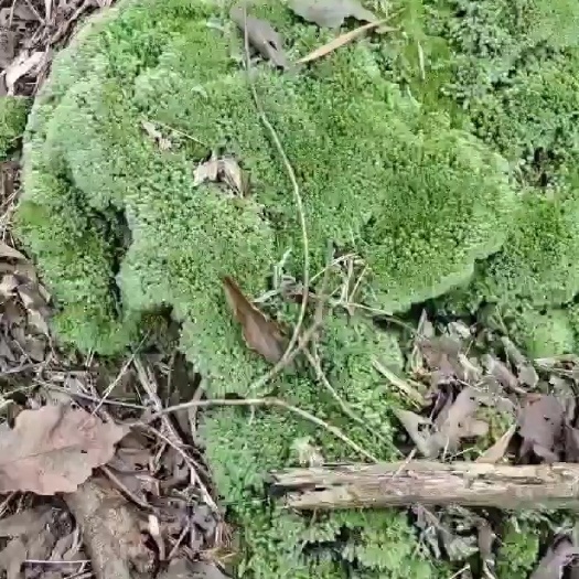 遵义青苔