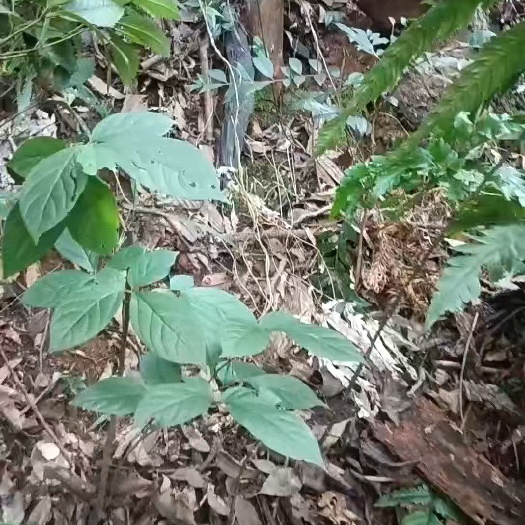 钟山县灵芝