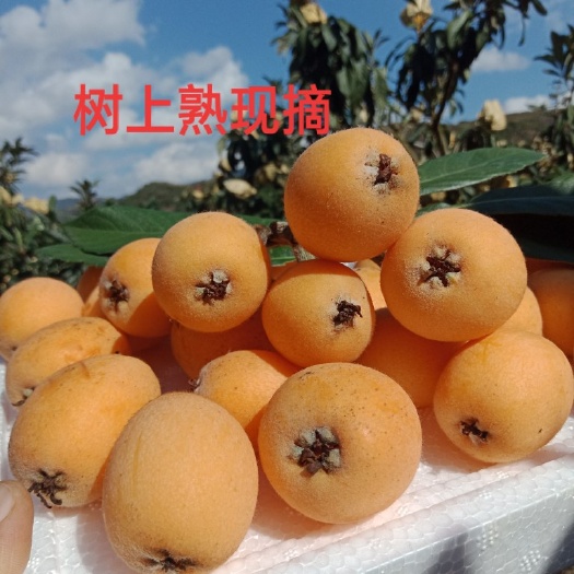 蒙自甜枇杷树上熟一件代发单果20-50g3斤装包邮