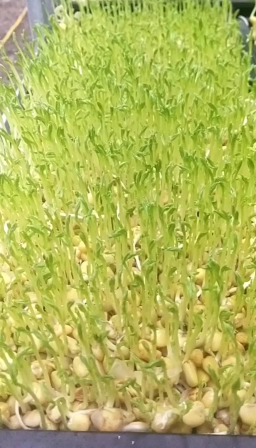 宁强县豌豆苗水培无公害芽苗菜