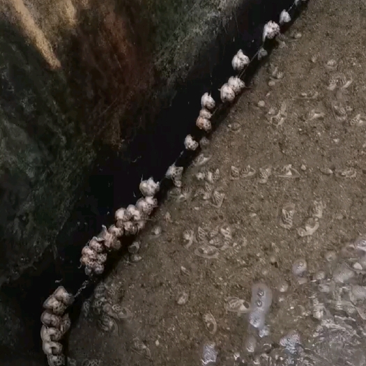 临高县花螺