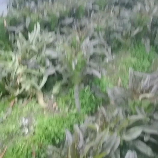 绍兴红叶莴笋