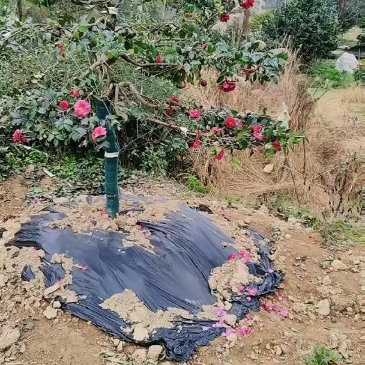 造型茶梅