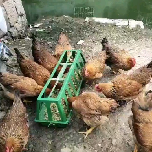 乡村土鸡