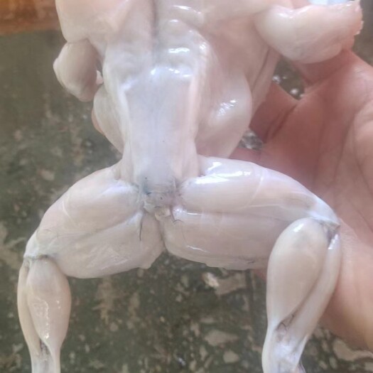 汕头真空包装优质牛蛙