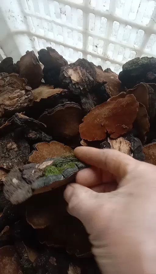 秭归县岩桑小桑桑黄，一手货源，产地直发！！