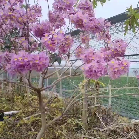 佛山紫花风铃木