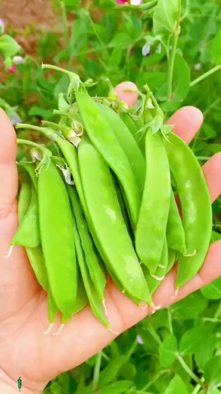 604荷兰豆种子，大荚荷兰豆种子，香甜脆嫩，无渣爽口荚大肉厚