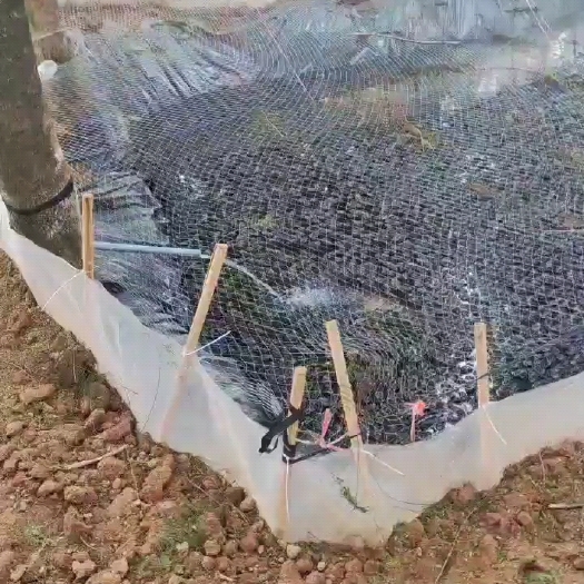 南靖县牛蛙