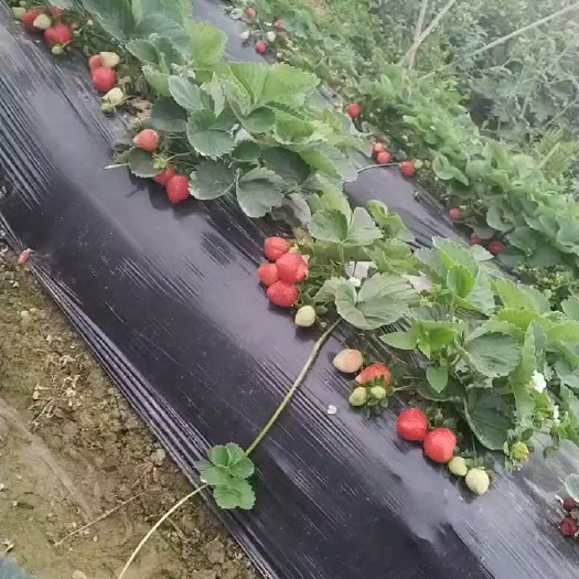 惠州草莓