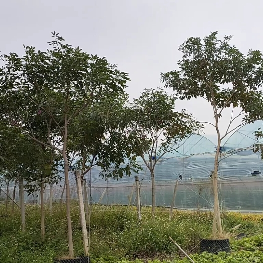 佛山紫花风铃木5到8分