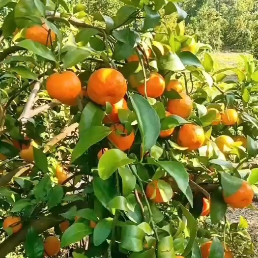 西林县百家货