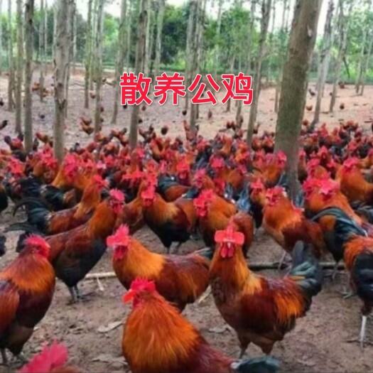 【大公鸡肉】东北农家散养吃虫杂粮当年生溜达公鸡，现宰新鲜鸡肉