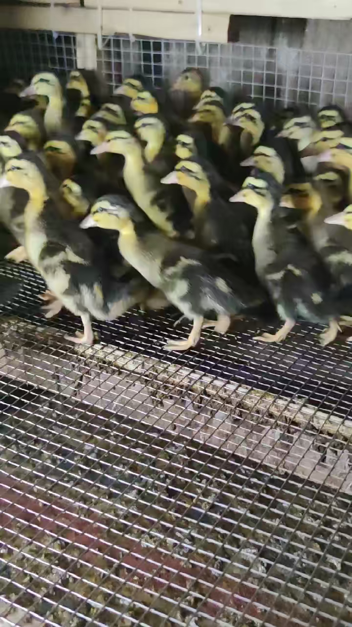 脱温大种麻鸭苗 杂交鸭苗 郊区鸭苗 质量可靠 包运输存活