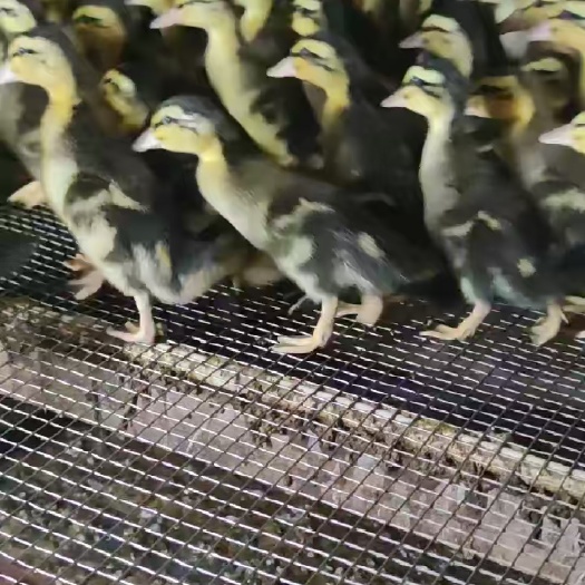 南宁脱温大种麻鸭苗 杂交鸭苗 郊区鸭苗 质量可靠 包运输存活