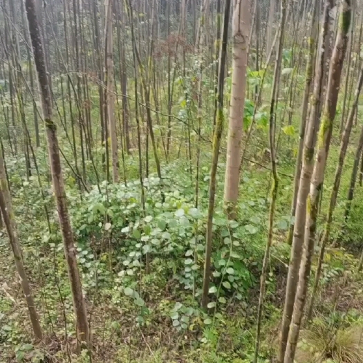 恩施市栾树