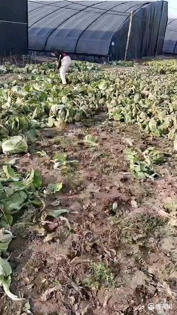 太康县娃娃菜