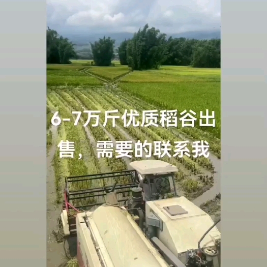 柳城县二苗优质稻谷，自家种的，都是自己吃的品种