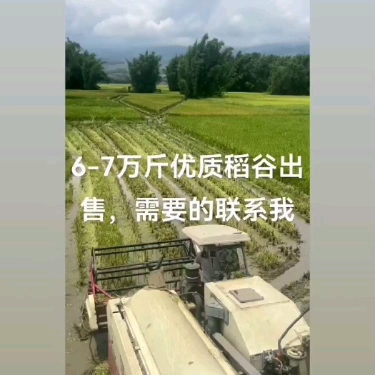 稻谷