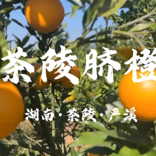 茶陵脐橙