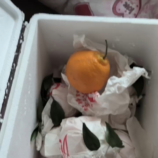 莱阳市耙耙柑