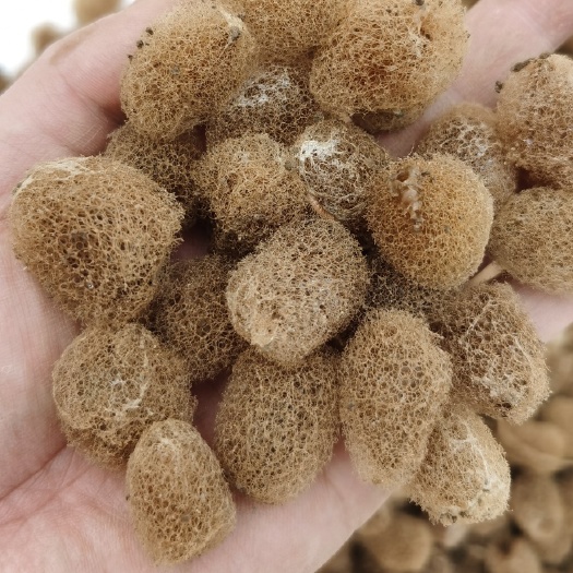水蛭卵茧 一亩投资2万,养殖4个月,可以有8万的收入可以试养