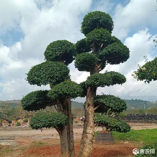定西甘肃油松，造型油松正在大量批发，质量保证