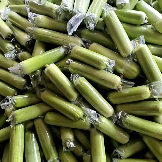 平和县白丝瓜