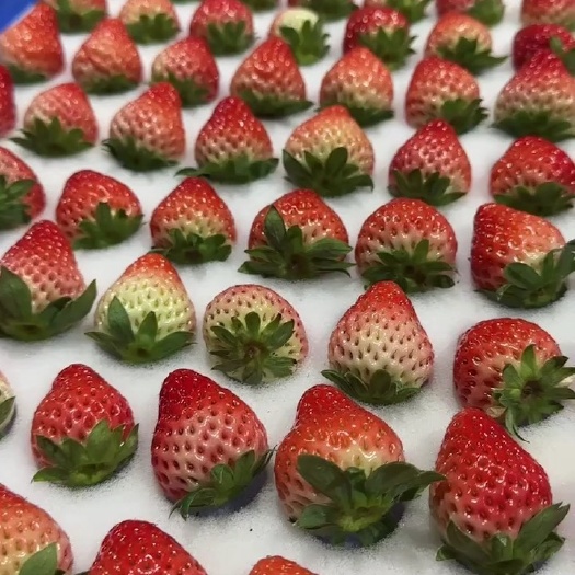 南通各类精品红霞草莓批发