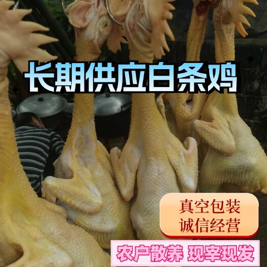 玉林冷冻白条鸡公鸡老母鸡原料食材烧鸡烤鸡