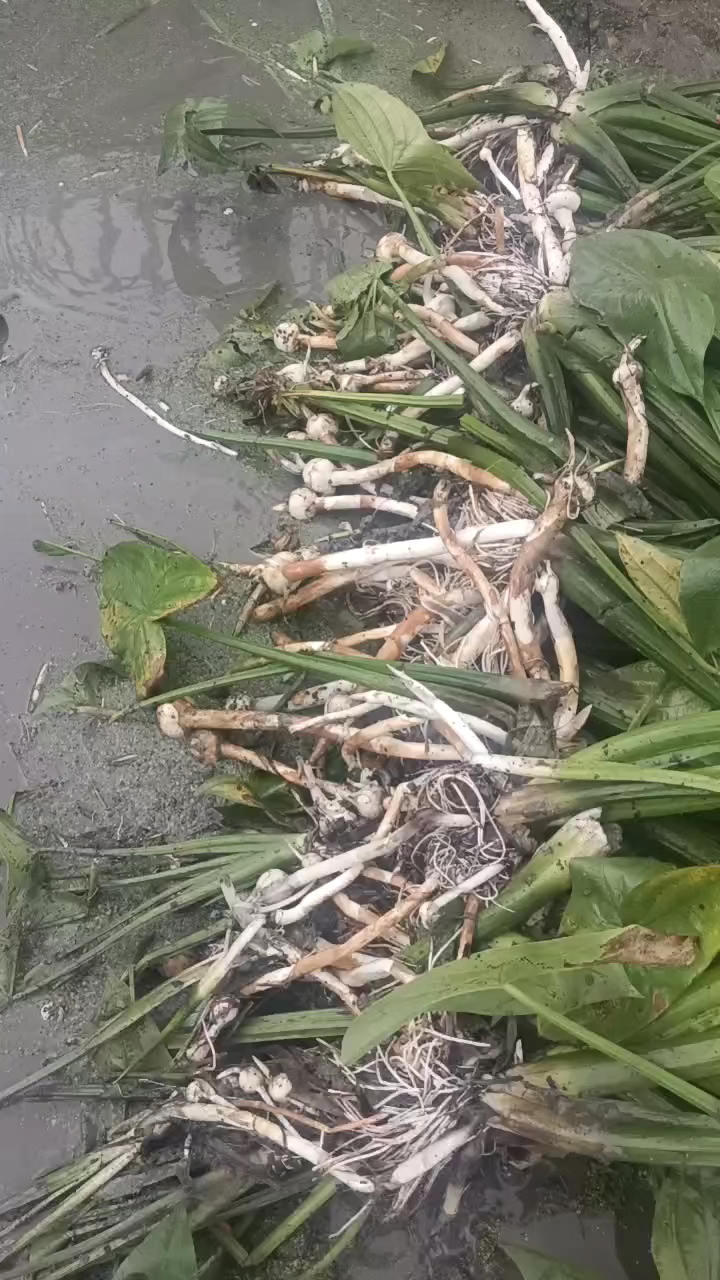 茨菇大量上市大量有货