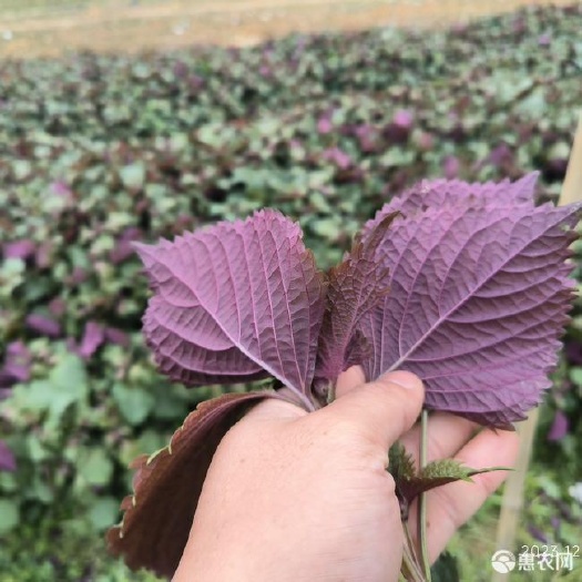 从江县鲜紫苏  营养丰富、食用方式多样、香味独特