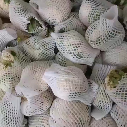 威县菜花大量批发一手货源欢迎老板采购