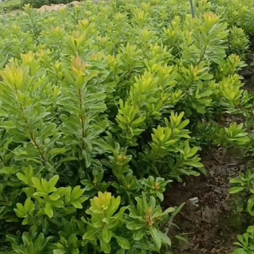漳浦县大黑炭杨梅树苗