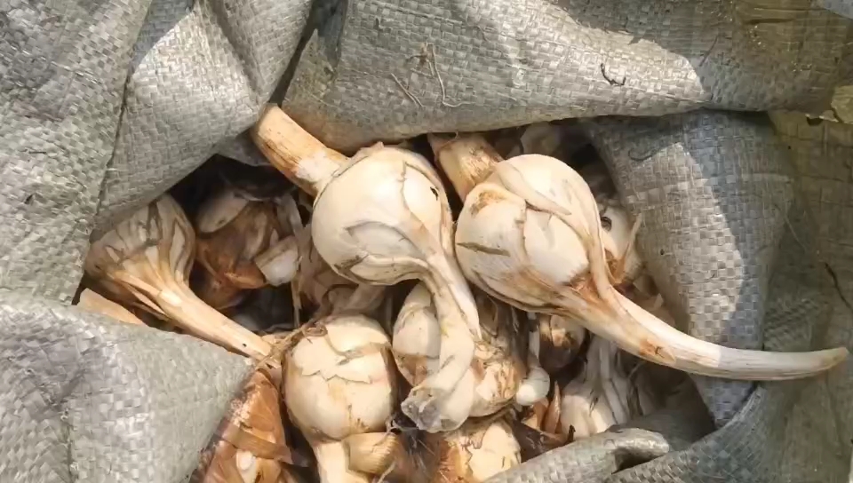 茨菇大量上市大量有货