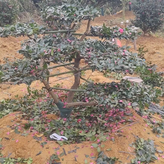 造型茶梅