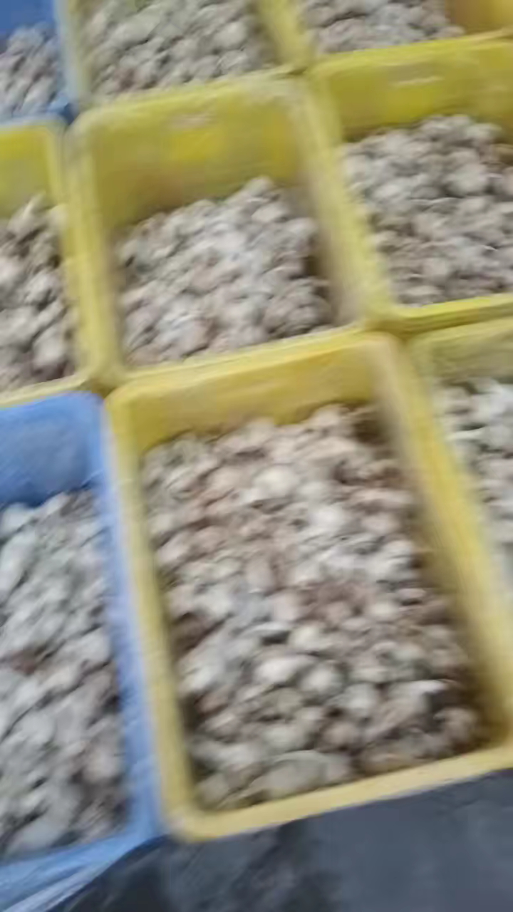 茨菇大量上市大量有货