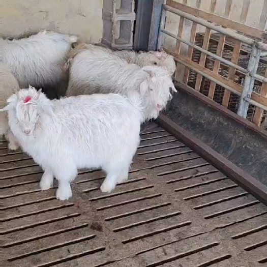 嘉祥县侏儒羊多少钱一只，长不大的小羊