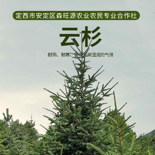定西甘肃云杉圣诞树，圣诞树大量批发，圣诞树出售