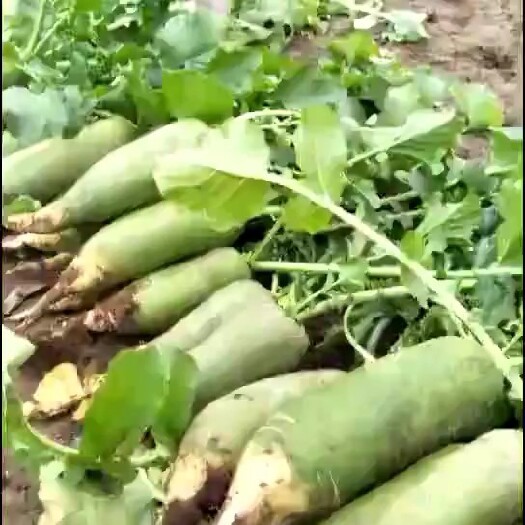 天津天津沙窝萝卜现拔现发