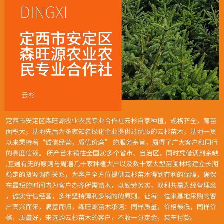 云杉种植面积大规格齐全4公分5公分6公分7公分出售