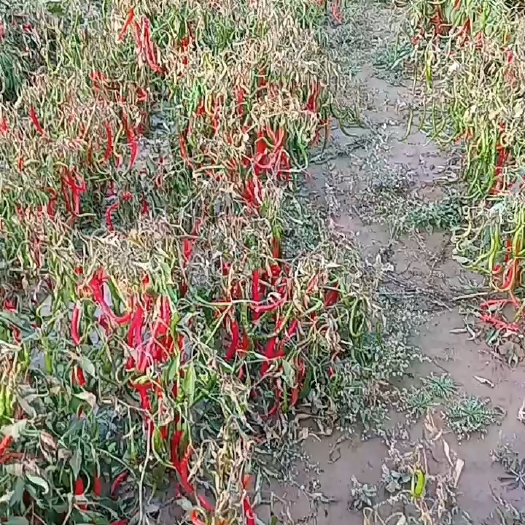 平凉线椒，香广辣味