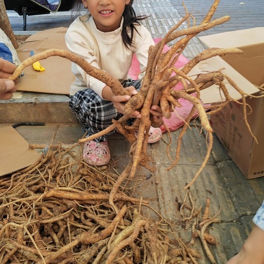土党参，奶浆根，新鲜货，分统货，选货