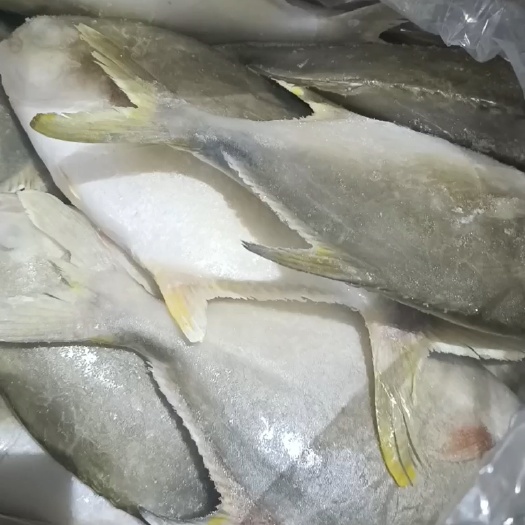 金鯧魚