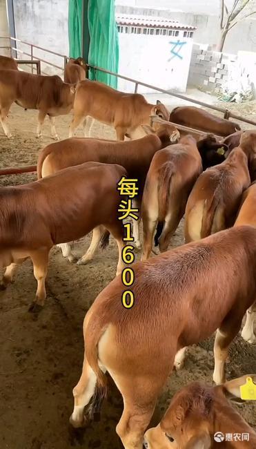 魯西黃牛犢  買十頭送三頭  需要的請(qǐng)點(diǎn)擊咨詢我 免費(fèi)送貨