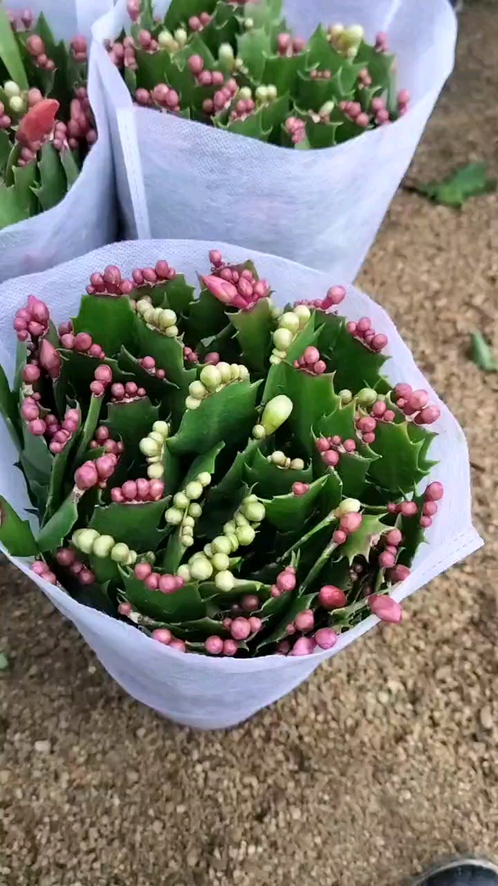 蟹爪兰