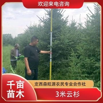 定西甘肃定西供应优质青杄云杉苗木 支持批发供货