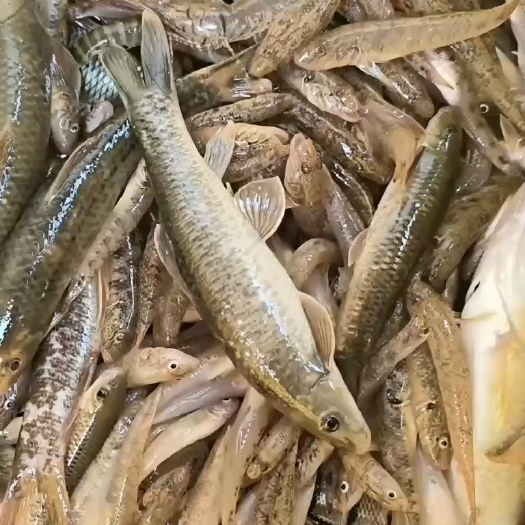 天峨县小黄鱼