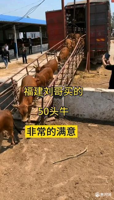 魯西黃牛犢  買十頭送三頭  需要的請(qǐng)點(diǎn)擊咨詢我 免費(fèi)送貨