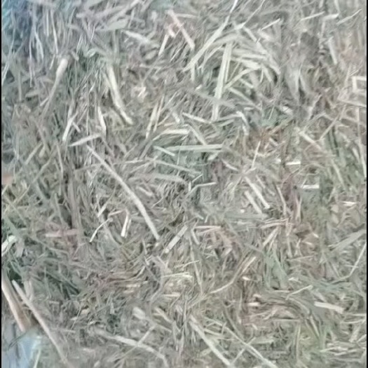 黄骅市青干草苜蓿草稻草批发